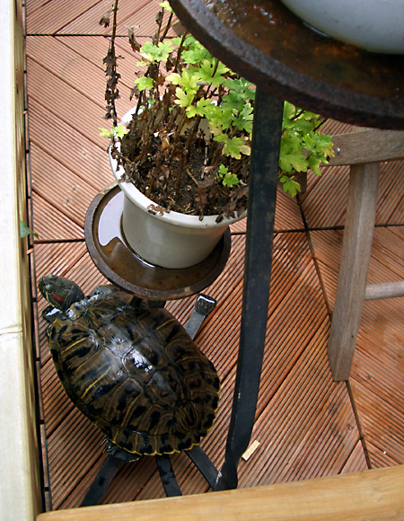 猫, チンチラ・ゴールデン, 来夢, 来喜
