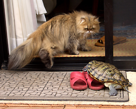 猫, チンチラ・ゴールデン, 来夢, 来喜