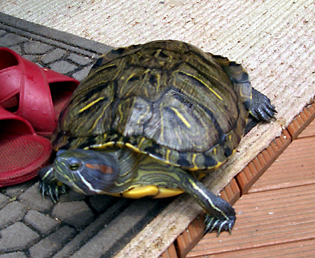 猫, チンチラ・ゴールデン, 来夢, 来喜