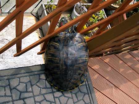 猫、チンチラ・来夢、来喜、ミドリガメ・マックス、コロタン