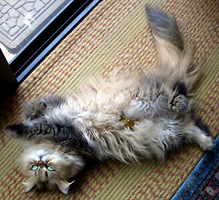 猫, チンチラ・ゴールデン, 来夢, 来喜