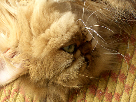 猫、チンチラ・来夢、来喜、ミドリガメ・マックス、コロタン