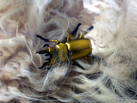 猫、チンチラ・来夢、来喜、ミドリガメ・マックス、コロタン