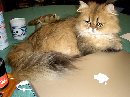 猫, チンチラ・ゴールデン, 来夢, 来喜