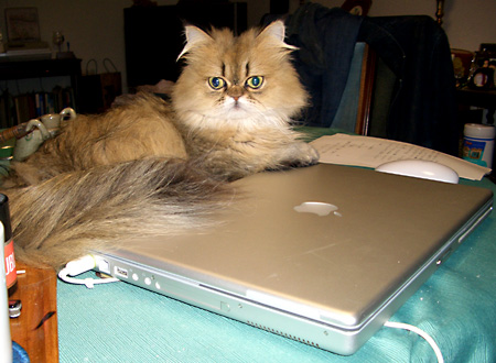 猫, チンチラ・ゴールデン, 来夢, 来喜