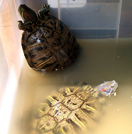 猫, チンチラ・ゴールデン, 来夢, 来喜