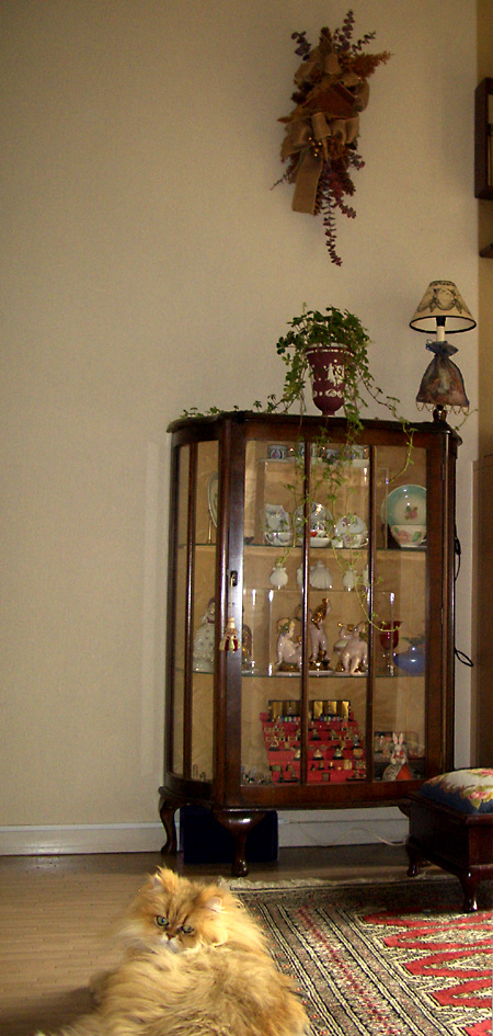 猫, チンチラ・ゴールデン, 来夢, 来喜