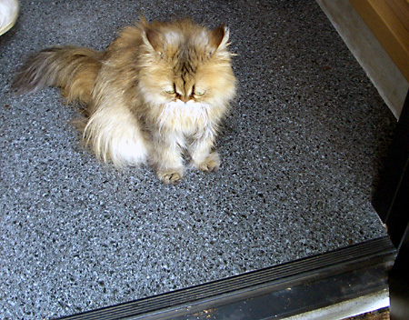 猫, チンチラ・ゴールデン, 来夢, 来喜