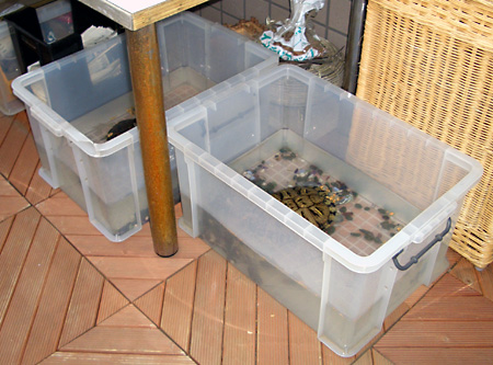 猫, チンチラ・ゴールデン, 来夢, 来喜