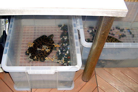 猫, チンチラ・ゴールデン, 来夢, 来喜