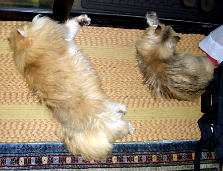 猫, チンチラ・ゴールデン, 来夢, 来喜