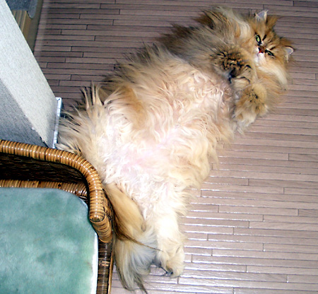 猫, チンチラ・ゴールデン, 来夢, 来喜