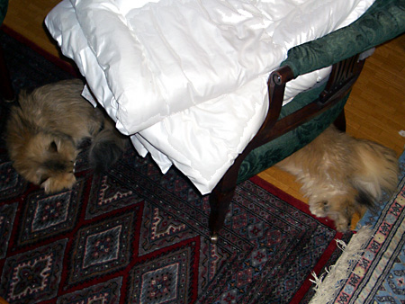 猫、チンチラ・来夢、来喜、ミドリガメ・マックス、コロタン