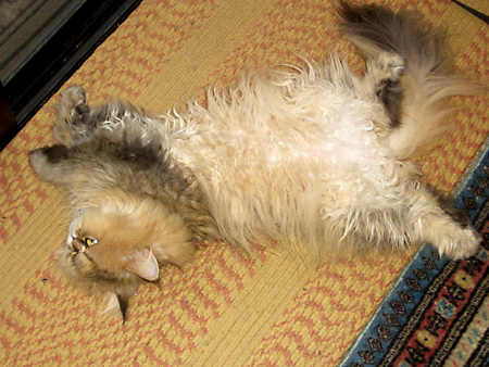 猫、チンチラ・来夢、来喜、ミドリガメ・マックス、コロタン