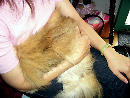 猫、チンチラ・来夢、来喜、ミドリガメ・マックス、コロタン