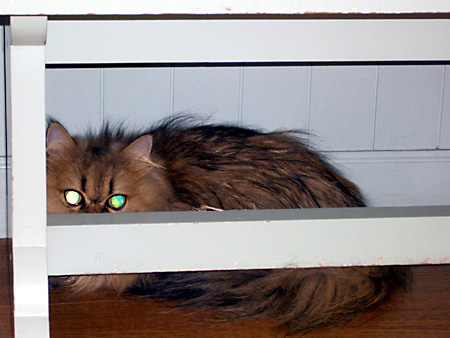 猫、チンチラ・来夢、来喜、ミドリガメ・マックス、コロタン