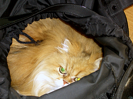 猫、チンチラ・来夢、来喜、ミドリガメ・マックス、コロタン