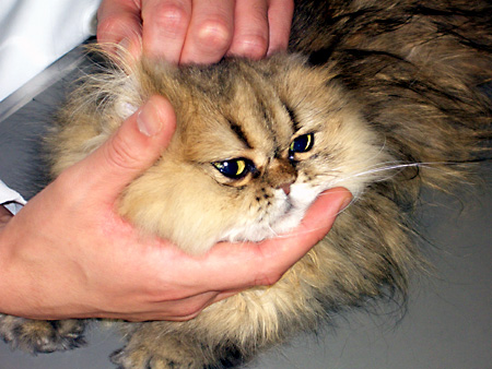 猫、チンチラ・来夢、来喜、ミドリガメ・マックス、コロタン