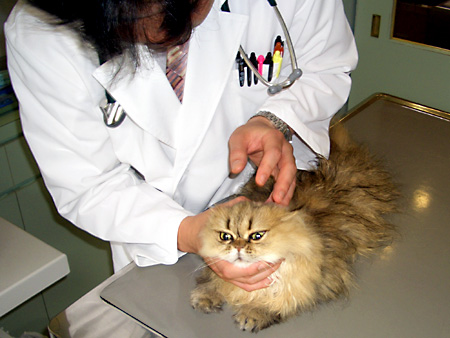 猫、チンチラ・来夢、来喜、ミドリガメ・マックス、コロタン