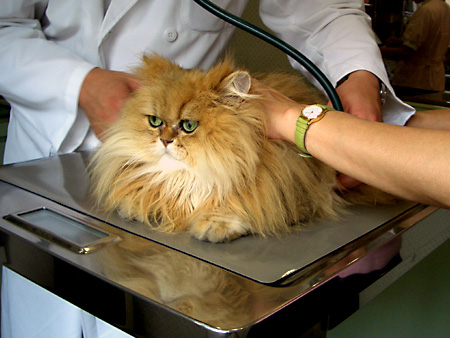 猫、チンチラ・来夢、来喜、ミドリガメ・マックス、コロタン