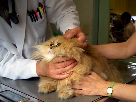 猫、チンチラ・来夢、来喜、ミドリガメ・マックス、コロタン