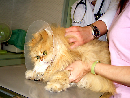 猫、チンチラ・来夢、来喜、ミドリガメ・マックス、コロタン