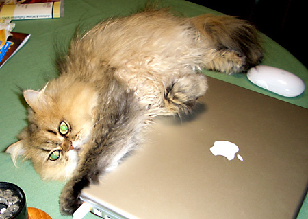 猫, チンチラ・ゴールデン, 来夢, 来喜