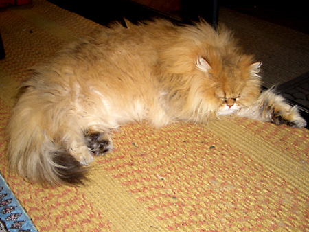 猫、チンチラ・来夢、来喜、ミドリガメ・マックス、コロタン