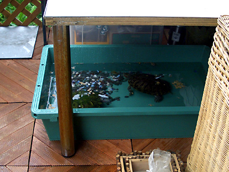 猫、チンチラ・来夢、来喜、ミドリガメ・マックス、コロタン