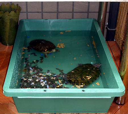 猫, チンチラ・ゴールデン, 来夢, 来喜