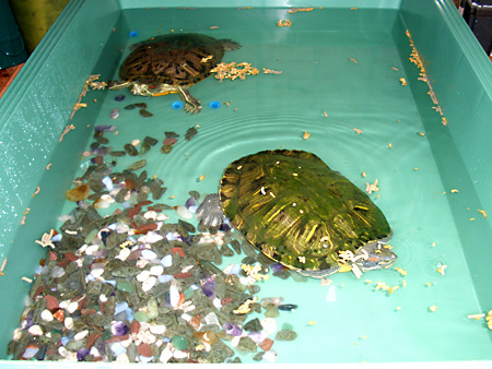 猫、チンチラ・来夢、来喜、ミドリガメ・マックス、コロタン