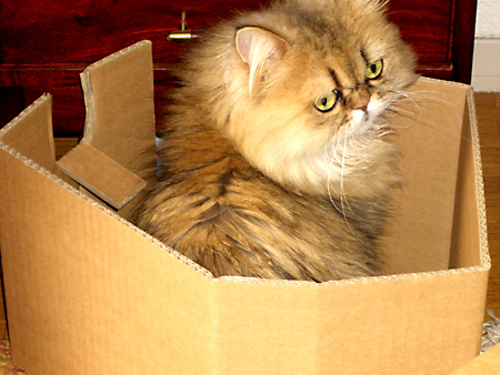 猫、チンチラ・来夢、来喜、ミドリガメ・マックス、コロタン