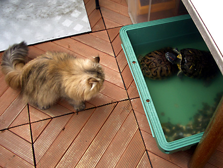 猫、チンチラ・来夢、来喜、ミドリガメ・マックス、コロタン