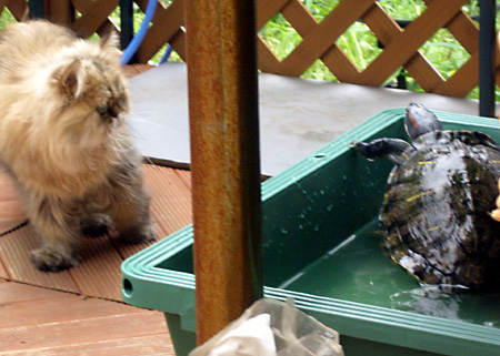 猫, チンチラ・ゴールデン, 来夢, 来喜