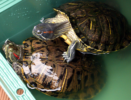 猫, チンチラ・ゴールデン, 来夢, 来喜