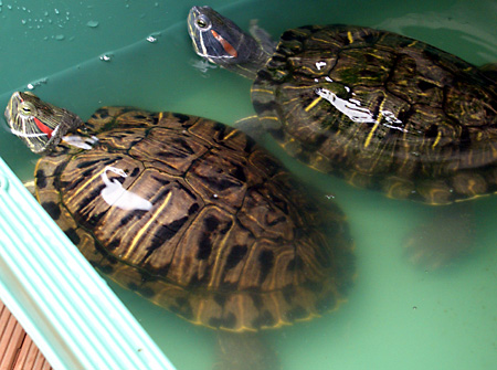 猫, チンチラ・ゴールデン, 来夢, 来喜