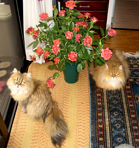 猫, チンチラ・ゴールデン, 来夢, 来喜