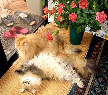 猫, チンチラ・ゴールデン, 来夢, 来喜