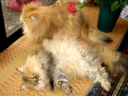 猫、チンチラ・来夢、来喜、ミドリガメ・マックス、コロタン