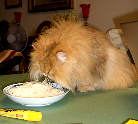 猫, チンチラ・ゴールデン, 来夢, 来喜