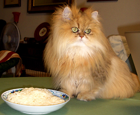 猫, チンチラ・ゴールデン, 来夢, 来喜