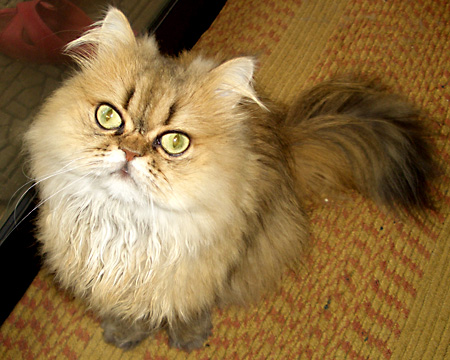 猫, チンチラ・ゴールデン, 来夢, 来喜