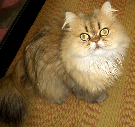 猫, チンチラ・ゴールデン, 来夢, 来喜