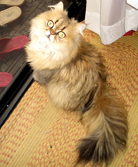 猫, チンチラ・ゴールデン, 来夢, 来喜