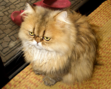 猫, チンチラ・ゴールデン, 来夢, 来喜