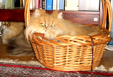 猫, チンチラ・ゴールデン, 来夢, 来喜