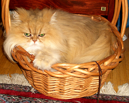 猫, チンチラ・ゴールデン, 来夢, 来喜