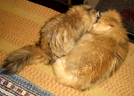 猫, チンチラ・ゴールデン, 来夢, 来喜