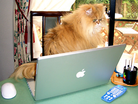 猫、チンチラ・来夢、来喜、ミドリガメ・マックス、コロタン