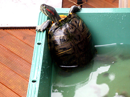 猫、チンチラ・来夢、来喜、ミドリガメ・マックス、コロタン